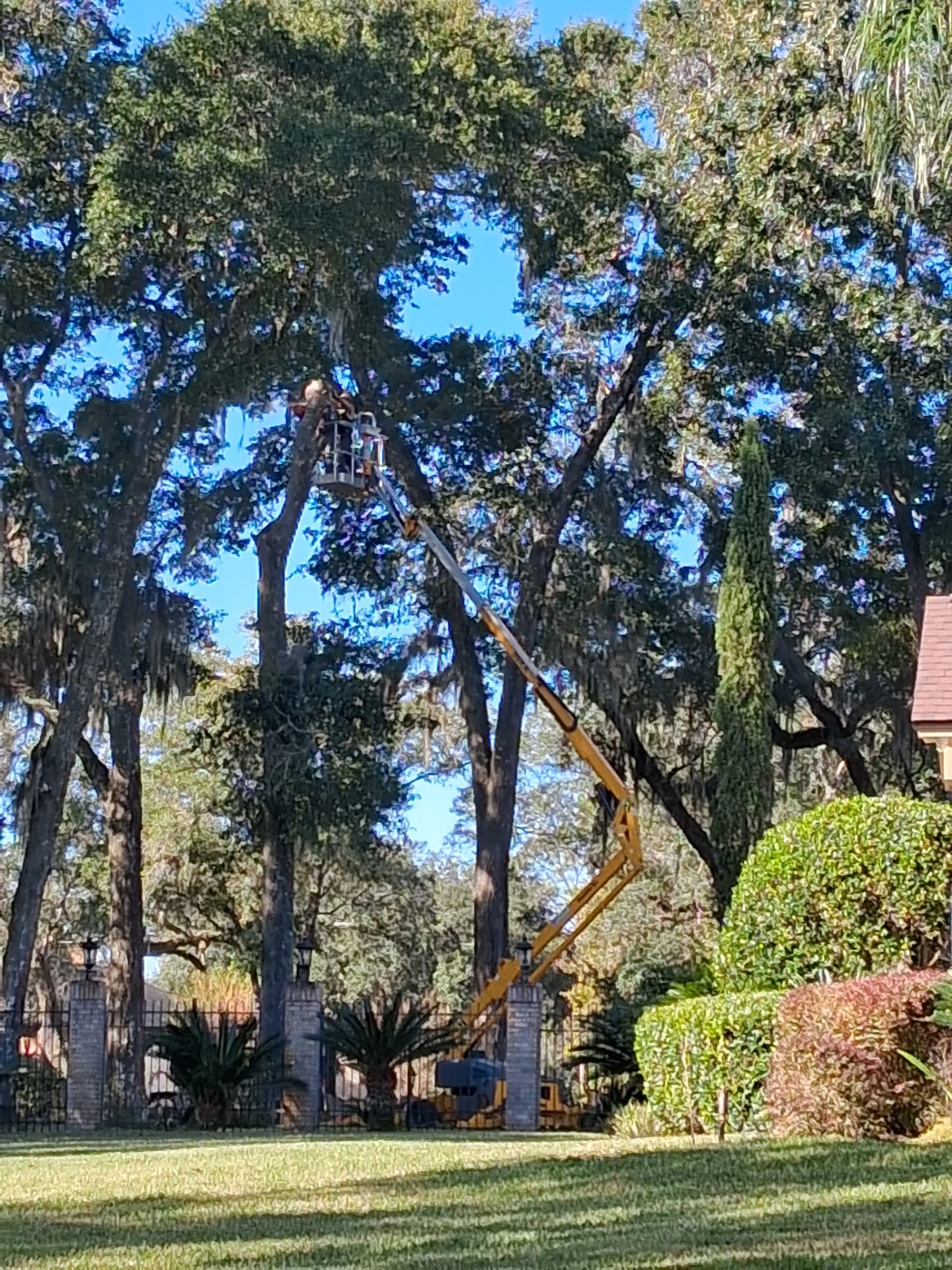 Bayard Tree Service job photo