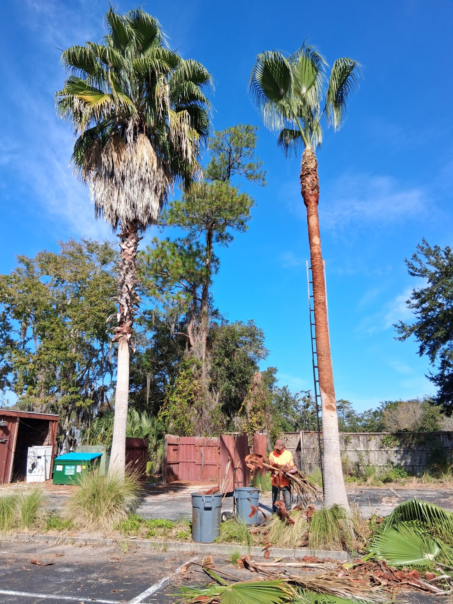 Bayard Tree Service job photo