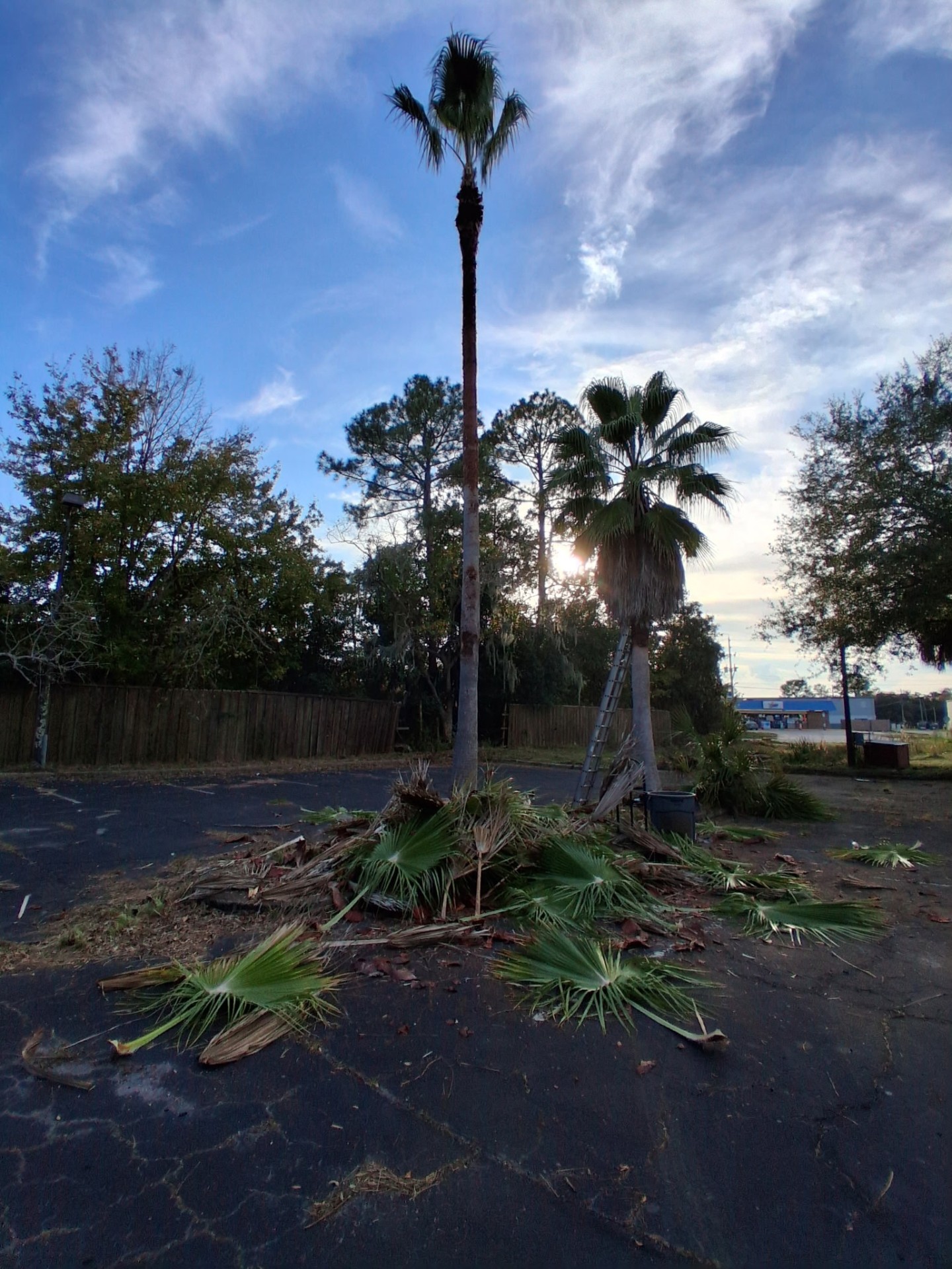 Bayard Tree Service job photo